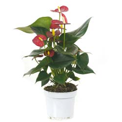 anthurium rubra - c12
